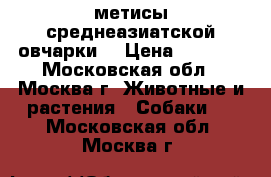 метисы среднеазиатской овчарки  › Цена ­ 2 000 - Московская обл., Москва г. Животные и растения » Собаки   . Московская обл.,Москва г.